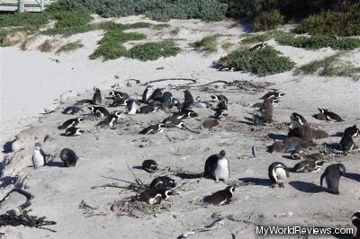 Penguins at Boulders Beach Penguin Colony
