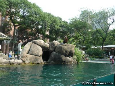 Sea Lions