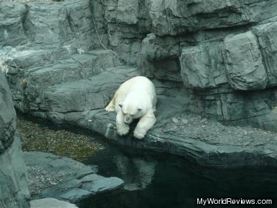 Polar Bear