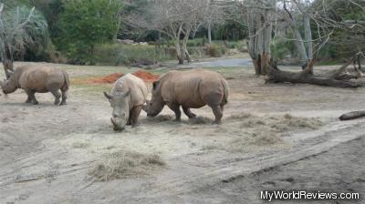 Rhinos on the Safari