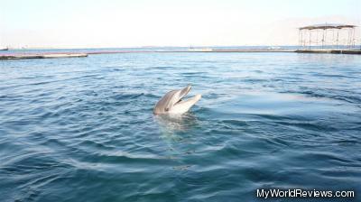 A dolphin seen at the Dolphin Reef