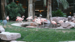 Flamingo Wildlife Habitat