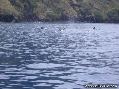 Dolphins in Kealakekua Bay