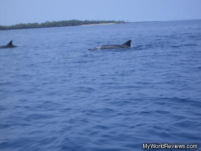 Dolphins in Kealakekua Bay