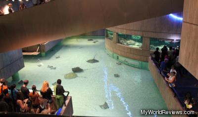 Rays at the National Aquarium