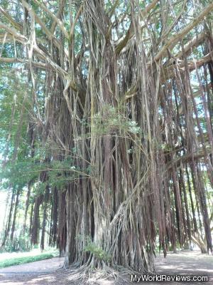 A banyan tree