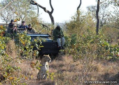 Following a leopard on a game drive