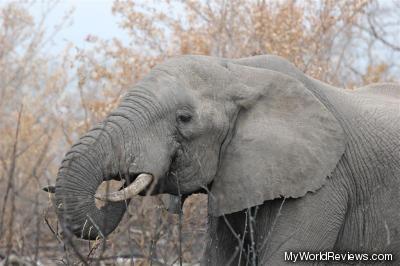 Elephant on a game drive