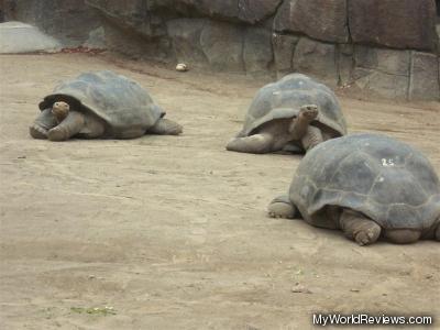 Galapagos Turtles