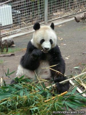 This hungry panda bear ate all day