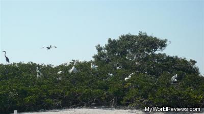 The Rookery