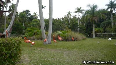 Flamingos roaming in the gardens
