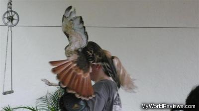 A red-tailed hawk during a bird show