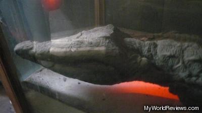 A mummified crocodile