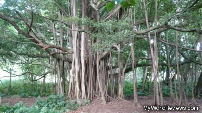 A banyan tree at the base of Haleakala National Park (just past Hana)