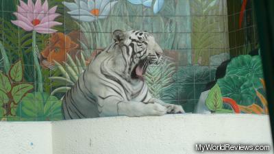 The white tiger yawning