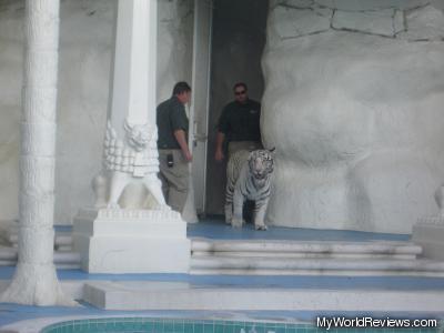 White tiger being released into the habitat