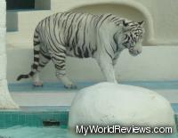 White tiger moving around